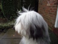 1 year old